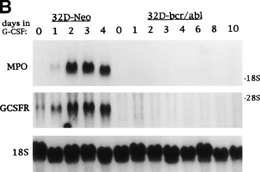 Fig. 4. C/EBP slows the proliferation of 32D cl3 myeloblasts that cannot differentiate due to the expression of bcr-ablp210 and of Ba/F3 lymphoid cells. (A) Total cellular proteins were prepared from 32D cl3 cells (32D), from a cell line known to express bcr-ablp210 (K562), from a pool of 32D cl3 cells transduced with a control retrovirus (32D-Neo), and from a pool of 32D cl3 cells transduced with a retrovirus expressing bcr-ablp210 and G418 resistance (32D-bcr/abl). These extracts were then subjected to Western blotting with a c-abl antisera (left panel). The locations of c-abl and bcr-ablp210 are indicated. A G418-resistant subclone was derived the 32D-bcr/abl pool by limiting dilution and was shown to express a similar level of bcr-ablp210 (not shown). This line was then transduced with the pBabePuro-C/EBPWT-ER retroviral vector. A subclone resistant to G418 and puromycin was selected. A total cellular protein extract derived from this line was subjected to Western blotting for C/EBP (right panel). (B) Total cellular RNAs were prepared from 32D-Neo and 32D-bcr/abl cells in IL-3 or after 0, 1, 2, 3, or 4 days in G-CSF. RNA samples were also prepared from 32D-bcr/abl cells cultured in G-CSF for 6, 8, or 10 days. These RNAs were then subjected to Northern blotting for MPO, GCSFR, and 18S RNAs. (C) 32D-bcr/abl, 32D-bcr/abl-WT-ER, Ba/F3(G), and Ba/F3(G)-WTER cells in IL-3 were cultured in the absence or presence of estradiol. Ba/F3(G) cells are a derivative of Ba/F3 cells which express the G-CSFR. Ba/F3(G)-WTER cells express C/EBPWT-ER in addition. Cell counts were enumerated daily with a hemocytometer and Trypan Blue Dye. Results shown are the mean of three determinations. SEs were less than 10% of each mean.