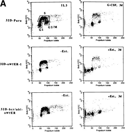 Fig. 5. C/EBP inhibits the G1 to S transition and induces p27Kip1 levels and Rb hypophosphorylation in 32D cl3 cells. (A) 32D-Puro cells were cultured in IL-3 or in G-CSF for 1, 2, or 3 days. 32D-Puro, 32D-WT-ER-1, 32D-WT-ER-2, and 32D-bcr/abl, 32D-bcr/abl-WTER cells in IL-3 were exposed to estradiol for 0, 1, 2, or 3 days. The proportion of cells in the G1, S, and G2/M cell cycle phases was determined daily by BrdU/PI staining. Representative FACScan data from days 0 and 3 are shown for 32D-Puro cells in IL-3 or G-CSF and from 32D-WT-ER-1 and 32D-bcr/abl-WTER cells in IL-3 and estradiol. The location of G1, S, and G2/M cells is shown in the upper left panel. Signals to the left of the G1 population have less than 2n DNA content and represent cells undergoing apoptosis. (B) The proportion of cells in S, G1, or G2/M on each day for these six cultures is shown from a representative experiment. Cells with less than 2n DNA content were excluded from these calculations. (C) Total cellular protein extracts were prepared from 32D-Puro, 32D-WT-ER-1, and 32D-WT-ER-2 cells exposed in IL-3 to estradiol for 0, 1, 2, or 3 days. These extracts were then subjected to Western blotting for Rb, p21WAF1/CIP1, and p27Kip1. Retinoblastoma protein was detected as a doublet (Rb-P, Rb).