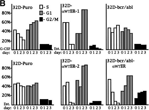 Fig. 5. C/EBP inhibits the G1 to S transition and induces p27Kip1 levels and Rb hypophosphorylation in 32D cl3 cells. (A) 32D-Puro cells were cultured in IL-3 or in G-CSF for 1, 2, or 3 days. 32D-Puro, 32D-WT-ER-1, 32D-WT-ER-2, and 32D-bcr/abl, 32D-bcr/abl-WTER cells in IL-3 were exposed to estradiol for 0, 1, 2, or 3 days. The proportion of cells in the G1, S, and G2/M cell cycle phases was determined daily by BrdU/PI staining. Representative FACScan data from days 0 and 3 are shown for 32D-Puro cells in IL-3 or G-CSF and from 32D-WT-ER-1 and 32D-bcr/abl-WTER cells in IL-3 and estradiol. The location of G1, S, and G2/M cells is shown in the upper left panel. Signals to the left of the G1 population have less than 2n DNA content and represent cells undergoing apoptosis. (B) The proportion of cells in S, G1, or G2/M on each day for these six cultures is shown from a representative experiment. Cells with less than 2n DNA content were excluded from these calculations. (C) Total cellular protein extracts were prepared from 32D-Puro, 32D-WT-ER-1, and 32D-WT-ER-2 cells exposed in IL-3 to estradiol for 0, 1, 2, or 3 days. These extracts were then subjected to Western blotting for Rb, p21WAF1/CIP1, and p27Kip1. Retinoblastoma protein was detected as a doublet (Rb-P, Rb).