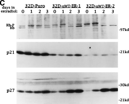 Fig. 5. C/EBP inhibits the G1 to S transition and induces p27Kip1 levels and Rb hypophosphorylation in 32D cl3 cells. (A) 32D-Puro cells were cultured in IL-3 or in G-CSF for 1, 2, or 3 days. 32D-Puro, 32D-WT-ER-1, 32D-WT-ER-2, and 32D-bcr/abl, 32D-bcr/abl-WTER cells in IL-3 were exposed to estradiol for 0, 1, 2, or 3 days. The proportion of cells in the G1, S, and G2/M cell cycle phases was determined daily by BrdU/PI staining. Representative FACScan data from days 0 and 3 are shown for 32D-Puro cells in IL-3 or G-CSF and from 32D-WT-ER-1 and 32D-bcr/abl-WTER cells in IL-3 and estradiol. The location of G1, S, and G2/M cells is shown in the upper left panel. Signals to the left of the G1 population have less than 2n DNA content and represent cells undergoing apoptosis. (B) The proportion of cells in S, G1, or G2/M on each day for these six cultures is shown from a representative experiment. Cells with less than 2n DNA content were excluded from these calculations. (C) Total cellular protein extracts were prepared from 32D-Puro, 32D-WT-ER-1, and 32D-WT-ER-2 cells exposed in IL-3 to estradiol for 0, 1, 2, or 3 days. These extracts were then subjected to Western blotting for Rb, p21WAF1/CIP1, and p27Kip1. Retinoblastoma protein was detected as a doublet (Rb-P, Rb).