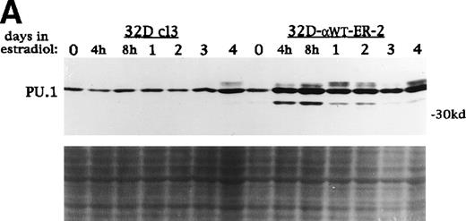 Fig. 6. C/EBP rapidly induces PU.1 protein in 32D cl3 and Ba/F3 cells. (A) Protein extracts were prepared from 32D cl3 and 32D-WT-ER-2 cells in IL-3 exposed to estradiol for 0 hours, 4 hours, 8 hours, 1 day, 2 days, 3 days, or 4 days. These extracts were subjected to Western blotting for PU.1. Fast Green staining of the blot is shown as a control for protein loading. (B) Protein extracts were prepared from Ba/F3(G) and Ba/F3(G)-WT-ER cells cultured in IL-3 and exposed to estradiol for 0 hours, 4 hours, 8 hours, 1 day, 2 days, 3 days, or 4 days. These extracts were also subjected to Western blotting for PU.1.