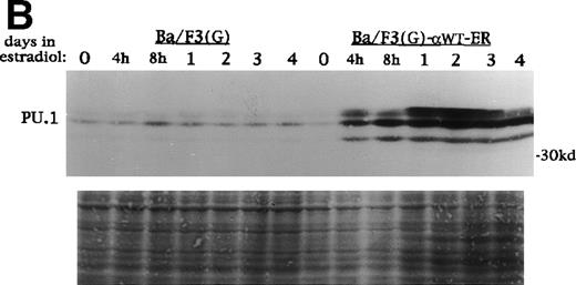 Fig. 6. C/EBP rapidly induces PU.1 protein in 32D cl3 and Ba/F3 cells. (A) Protein extracts were prepared from 32D cl3 and 32D-WT-ER-2 cells in IL-3 exposed to estradiol for 0 hours, 4 hours, 8 hours, 1 day, 2 days, 3 days, or 4 days. These extracts were subjected to Western blotting for PU.1. Fast Green staining of the blot is shown as a control for protein loading. (B) Protein extracts were prepared from Ba/F3(G) and Ba/F3(G)-WT-ER cells cultured in IL-3 and exposed to estradiol for 0 hours, 4 hours, 8 hours, 1 day, 2 days, 3 days, or 4 days. These extracts were also subjected to Western blotting for PU.1.