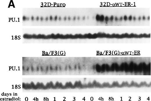 Fig. 7. C/EBP induces transcription of the endogenous PU.1 gene in the absence of protein synthesis. (A) Total cellular RNAs were prepared from 32D-Puro, 32D-WT-ER-1, Ba/F3(G), and Ba/F3(G)-WT-ER cells proliferating in IL-3 with estradiol for 0 hours, 4 hours, 8 hours, 1 day, 2 days, 3 days, or 4 days. These RNAs were then subjected to Northern blotting for PU.1 and 18S RNAs. (B) The Northern blot described in Fig 2 was probed also for PU.1 RNA. The 18S RNA levels shown in Fig 2 are again shown (top panels). Total cellular RNAs were also prepared from Ba/F3(G)-WT-ER cells cultured in IL-3 with estradiol for 0 or 8 hours, from a third culture exposed to CHX for 8 hours, and from a fourth culture exposed to CHX for 30 minutes followed by CHX with estradiol for 8 hours. These RNAs were subjected to Northern blotting for PU.1 and 18S RNAs (bottom panels).