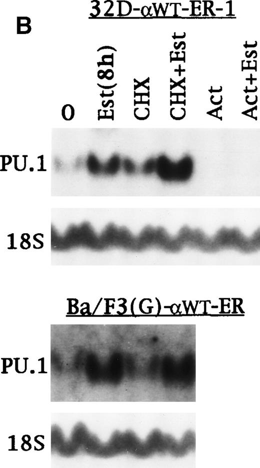 Fig. 7. C/EBP induces transcription of the endogenous PU.1 gene in the absence of protein synthesis. (A) Total cellular RNAs were prepared from 32D-Puro, 32D-WT-ER-1, Ba/F3(G), and Ba/F3(G)-WT-ER cells proliferating in IL-3 with estradiol for 0 hours, 4 hours, 8 hours, 1 day, 2 days, 3 days, or 4 days. These RNAs were then subjected to Northern blotting for PU.1 and 18S RNAs. (B) The Northern blot described in Fig 2 was probed also for PU.1 RNA. The 18S RNA levels shown in Fig 2 are again shown (top panels). Total cellular RNAs were also prepared from Ba/F3(G)-WT-ER cells cultured in IL-3 with estradiol for 0 or 8 hours, from a third culture exposed to CHX for 8 hours, and from a fourth culture exposed to CHX for 30 minutes followed by CHX with estradiol for 8 hours. These RNAs were subjected to Northern blotting for PU.1 and 18S RNAs (bottom panels).