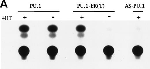 Fig. 8. PU.1-ER(T) induces MPO RNA, but does not induce terminal granulopoiesis in 32D cl3 myeloblasts. (A) Ten micrograms of pB4TKCAT was transfected into NIH 3T3 cells with 10 μg pCMV-Pip and 10 μg of pPGK-PU.1 or pPGK-PU.1-ER(T) and was cultured with or without 100 nmol/L 4HT (lanes 1 through 4). pB4TKCAT was similarly transfected with pCMV-Pip and pPGK-AS-PU.1, which expresses an antisense PU.1 RNA, and cultured with 4HT (lane 5). CAT assays performed 48 hours after transfection are shown. (B) Total cellular protein extracts prepared from 32D cl3 cells and from two puromycin-resistant subclones transduced with the BabePuro-PU.1-ER(T) retroviral vector were subjected to Western blotting using an ER antisera. The location of PU.1-ER(T) is indicated. (C) Cytospins were prepared from 32D-PU.1-ER(T) cells in IL-3, in IL-3 and after exposure to 4HT for 14 days, and after transfer from IL-3– to G-CSF–containing media for 5 days. The cytospins were subjected to Wright’s-Giemsa staining. (D) Total cellular RNAs were prepared from 32D-PU.1-ER(T) cells in IL-3 after exposure to 4HT for 0, 1, or 2 days. These RNAs were subjected to Northern blotting for MPO RNA (top panel). The integrity of the RNA samples was assessed by ethidium bromide staining (bottom panel).