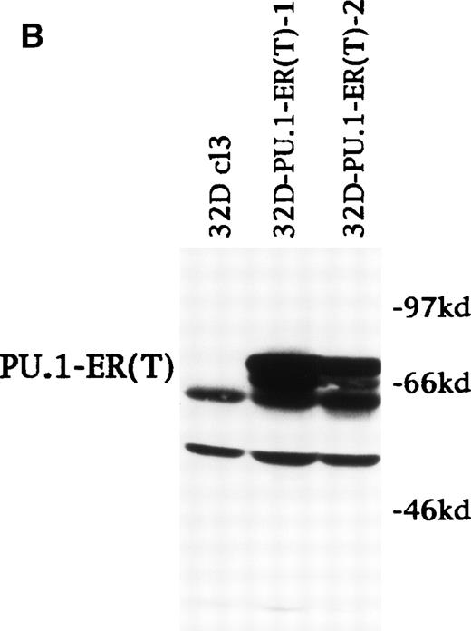 Fig. 8. PU.1-ER(T) induces MPO RNA, but does not induce terminal granulopoiesis in 32D cl3 myeloblasts. (A) Ten micrograms of pB4TKCAT was transfected into NIH 3T3 cells with 10 μg pCMV-Pip and 10 μg of pPGK-PU.1 or pPGK-PU.1-ER(T) and was cultured with or without 100 nmol/L 4HT (lanes 1 through 4). pB4TKCAT was similarly transfected with pCMV-Pip and pPGK-AS-PU.1, which expresses an antisense PU.1 RNA, and cultured with 4HT (lane 5). CAT assays performed 48 hours after transfection are shown. (B) Total cellular protein extracts prepared from 32D cl3 cells and from two puromycin-resistant subclones transduced with the BabePuro-PU.1-ER(T) retroviral vector were subjected to Western blotting using an ER antisera. The location of PU.1-ER(T) is indicated. (C) Cytospins were prepared from 32D-PU.1-ER(T) cells in IL-3, in IL-3 and after exposure to 4HT for 14 days, and after transfer from IL-3– to G-CSF–containing media for 5 days. The cytospins were subjected to Wright’s-Giemsa staining. (D) Total cellular RNAs were prepared from 32D-PU.1-ER(T) cells in IL-3 after exposure to 4HT for 0, 1, or 2 days. These RNAs were subjected to Northern blotting for MPO RNA (top panel). The integrity of the RNA samples was assessed by ethidium bromide staining (bottom panel).