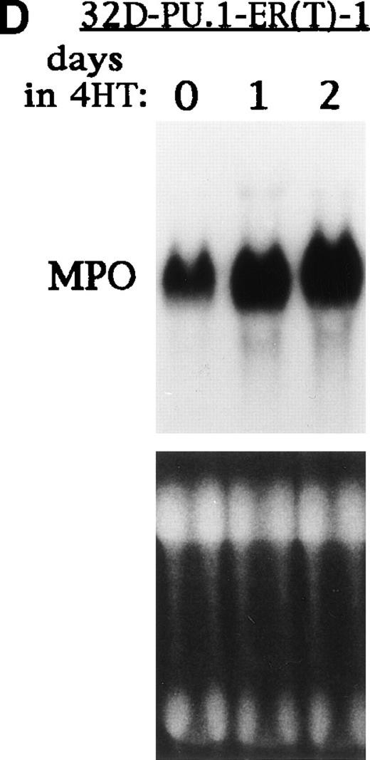 Fig. 8. PU.1-ER(T) induces MPO RNA, but does not induce terminal granulopoiesis in 32D cl3 myeloblasts. (A) Ten micrograms of pB4TKCAT was transfected into NIH 3T3 cells with 10 μg pCMV-Pip and 10 μg of pPGK-PU.1 or pPGK-PU.1-ER(T) and was cultured with or without 100 nmol/L 4HT (lanes 1 through 4). pB4TKCAT was similarly transfected with pCMV-Pip and pPGK-AS-PU.1, which expresses an antisense PU.1 RNA, and cultured with 4HT (lane 5). CAT assays performed 48 hours after transfection are shown. (B) Total cellular protein extracts prepared from 32D cl3 cells and from two puromycin-resistant subclones transduced with the BabePuro-PU.1-ER(T) retroviral vector were subjected to Western blotting using an ER antisera. The location of PU.1-ER(T) is indicated. (C) Cytospins were prepared from 32D-PU.1-ER(T) cells in IL-3, in IL-3 and after exposure to 4HT for 14 days, and after transfer from IL-3– to G-CSF–containing media for 5 days. The cytospins were subjected to Wright’s-Giemsa staining. (D) Total cellular RNAs were prepared from 32D-PU.1-ER(T) cells in IL-3 after exposure to 4HT for 0, 1, or 2 days. These RNAs were subjected to Northern blotting for MPO RNA (top panel). The integrity of the RNA samples was assessed by ethidium bromide staining (bottom panel).