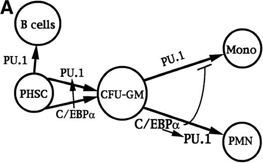 Fig. 9. Transcriptional regulation of myelopoiesis. (A) Model for the transcriptional regulation of commitment to the granulocytic and monocytic lineages. Arrows represent stimulation and the perpendicular bar indicates inhibition. C/EBP or PU.1 commit pluripotent hematopoietic stem cells (PHSC) to CFU-GM. C/EBP may modestly induce PU.1 in these cells. Increased activity of C/EBP stimulates granulopoiesis, with further induction of PU.1, and may inhibit monocyte development.25 PU.1 is required for terminal monocyte differentiation and is also required for B-lymphoid development. (B) Model for the transcriptional program regulating granulopoiesis in committed progenitors. G-CSF activates several signal transduction pathways that allow cell proliferation and stimulate differentiation, including the Ras/MAPK pathway, the Jak/Stat pathway, and induction of c-Myc. The CBF and c-Myb transcription factors also stimulate proliferation. Removal of IL-3 signals, addition of G-CSF signals, or both lead to elevated C/EBP levels, a phenomenon inhibited by bcr/abl. C/EBP induces increased levels of PU.1 and, together with CBF and c-Myb, these factors then activate early markers of myeloid differentiation, including the MPO and NE genes. C/EBP also leads to a delayed increased in p27Kip1, in cooperation with Stat3 and other factors. p27 in turn induces Rb hypophosphorylation and a G1/S arrest. Hypophosphorylated Rb, PU.1, and several other transcription factors expressed, activated, or inactivated at a later stage in granulopoiesis (eg, C/EBPβ, C/EBPɛ, Sp1, RAR, and loss of CDP) may then induce late differentiation markers, such as the LF gene and genes required to induce the neutrophilic morphology.