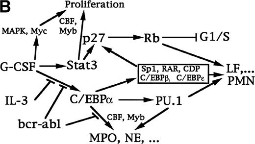 Fig. 9. Transcriptional regulation of myelopoiesis. (A) Model for the transcriptional regulation of commitment to the granulocytic and monocytic lineages. Arrows represent stimulation and the perpendicular bar indicates inhibition. C/EBP or PU.1 commit pluripotent hematopoietic stem cells (PHSC) to CFU-GM. C/EBP may modestly induce PU.1 in these cells. Increased activity of C/EBP stimulates granulopoiesis, with further induction of PU.1, and may inhibit monocyte development.25 PU.1 is required for terminal monocyte differentiation and is also required for B-lymphoid development. (B) Model for the transcriptional program regulating granulopoiesis in committed progenitors. G-CSF activates several signal transduction pathways that allow cell proliferation and stimulate differentiation, including the Ras/MAPK pathway, the Jak/Stat pathway, and induction of c-Myc. The CBF and c-Myb transcription factors also stimulate proliferation. Removal of IL-3 signals, addition of G-CSF signals, or both lead to elevated C/EBP levels, a phenomenon inhibited by bcr/abl. C/EBP induces increased levels of PU.1 and, together with CBF and c-Myb, these factors then activate early markers of myeloid differentiation, including the MPO and NE genes. C/EBP also leads to a delayed increased in p27Kip1, in cooperation with Stat3 and other factors. p27 in turn induces Rb hypophosphorylation and a G1/S arrest. Hypophosphorylated Rb, PU.1, and several other transcription factors expressed, activated, or inactivated at a later stage in granulopoiesis (eg, C/EBPβ, C/EBPɛ, Sp1, RAR, and loss of CDP) may then induce late differentiation markers, such as the LF gene and genes required to induce the neutrophilic morphology.