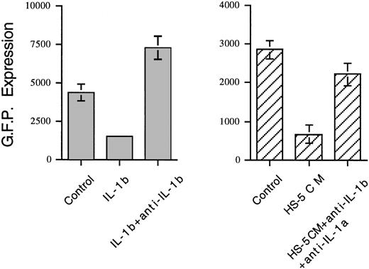 Fig. 4. Effect of neutralizing antibodies against IL-1β and IL-1 on the ability of IL-1β and HS-5 conditioned medium (HS-5 CM) to inhibit GFP-CMV. The cells were cultured in the presence or absence of IL-1β (left panel) and HS-5 CM (right panel) with or without antibodies for 2 days before infection with GFP-CMV. They were then exposed to GFP-CMV at 0.2 MOI and cultured in the above-described conditions. Fluorescence intensity of GFP was detected at day 15. Data represent the means ± SE of four replicate cultures in one of two representative experiments.