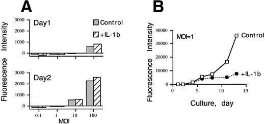 Fig. 5. Effect of IL-1β on initial infection and growth of GFP-CMV in HS-27a stromal cells. Cells were cultured in the presence or absence of 2 ng/mL of IL-1β for 1 day and then infected with GFP-CMV at an MOI of 0 to 100. The cultures were continued in the presence or absence of IL-1β for 13 days. Fluorescence intensity of GFP was measured using a fluorocytometer as described. (A) shows that comparable levels of GFP for control and IL-1β–treated groups, regardless of MOI, were detected 1 and 2 days after infection. (B) shows a significant difference in GFP intensity between control and IL-1β–treated cultures after day 10.