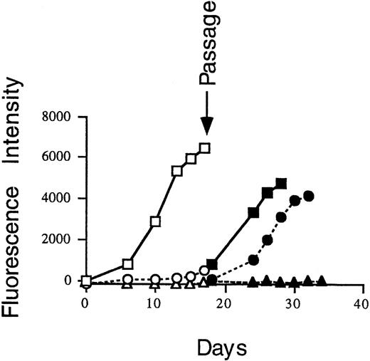 Fig. 7. HS-27a cells were exposed at day 0 to GFP-CMV at 0.2 MOI and then incubated in control media (□), 2 ng/mL IL-1β (○), or 2 ng/mL IFN-γ (▵). At day 17, cell cultures were passaged into fresh medium (solid symbols). The amount of GFP-CMV as measured by fluorescence intensity was determined on the days indicated using a CytoFluor plate reader, as described.