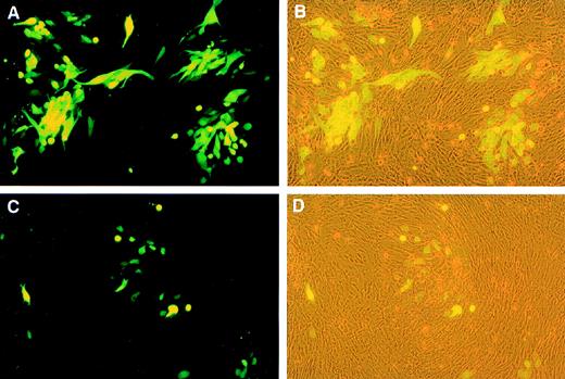 Fig. 1. Expression of GFP by HS-27a cells (A and B) and HS-5 cells (C and D) after 12 days of culture in control media. The image is of viable cells examined under a phase/fluorescent inverted microscope (original magnification × 100), with a direct camera attachment. The same field is photographed under illumination with a 450 to 490 nm light source on the left and a combination of 450 to 490 nm plus incandescent light on the right to simultaneously visualize both GFP-CMV–infected and noninfected cells in confluent cultures.