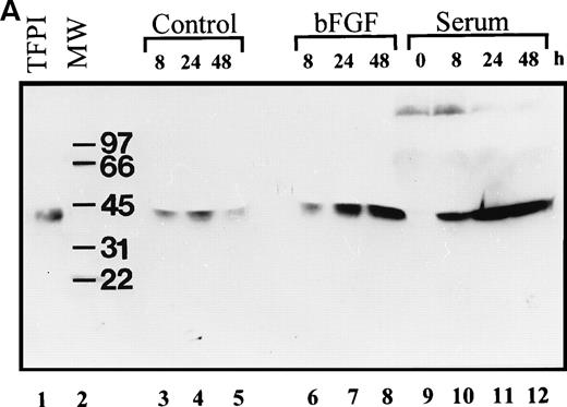 Fig. 6. Western blot analysis of PASMC-secreted TFPI. (A) Quiescent PASMC were treated with basal medium alone (lanes 3 through 5) or the basal medium containing bFGF/heparin (10 ng/15 U/mL; lanes 6 through 8) or serum (10% vol/vol; lanes 10 through 12) for 8 (lanes 3, 6, and 10), 24 (lanes 4, 7, and 11), and 48 hours (lanes 5, 7, and 12). Other lanes are as follows: lane 1, full-length recombinant TFPI from BHK cells; lane 2, molecular weight markers; and lane 9 (zero time), aliquot from the serum-containing medium that was removed immediately after its addition to the cells. The blot was probed with monospecific polyclonal anti-TFPI IgG. (B) One hundred microliters of conditioned media from cells treated for 48 hours with serum-free (control), bFGF (10 ng/mL)/heparin (15 U/mL) (bFGF), and serum (10% vol/vol)-containing media were subjected to SDS-PAGE followed by Western blot analysis. Other lanes are as follows: full-length recombinant TFPI from BHK cells, diluted either in a buffer (rTFPI) or in control serum (10% vol/vol). The blot was probed with a 100-fold diluted rabbit antiserum raised against TFPI C-terminal domain peptide. Molecular weight markers are Bio-Rad prestained markers (low range).