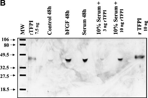 Fig. 6. Western blot analysis of PASMC-secreted TFPI. (A) Quiescent PASMC were treated with basal medium alone (lanes 3 through 5) or the basal medium containing bFGF/heparin (10 ng/15 U/mL; lanes 6 through 8) or serum (10% vol/vol; lanes 10 through 12) for 8 (lanes 3, 6, and 10), 24 (lanes 4, 7, and 11), and 48 hours (lanes 5, 7, and 12). Other lanes are as follows: lane 1, full-length recombinant TFPI from BHK cells; lane 2, molecular weight markers; and lane 9 (zero time), aliquot from the serum-containing medium that was removed immediately after its addition to the cells. The blot was probed with monospecific polyclonal anti-TFPI IgG. (B) One hundred microliters of conditioned media from cells treated for 48 hours with serum-free (control), bFGF (10 ng/mL)/heparin (15 U/mL) (bFGF), and serum (10% vol/vol)-containing media were subjected to SDS-PAGE followed by Western blot analysis. Other lanes are as follows: full-length recombinant TFPI from BHK cells, diluted either in a buffer (rTFPI) or in control serum (10% vol/vol). The blot was probed with a 100-fold diluted rabbit antiserum raised against TFPI C-terminal domain peptide. Molecular weight markers are Bio-Rad prestained markers (low range).