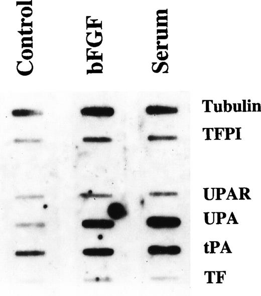 Fig. 8. Effect of serum and bFGF on nuclear run-on transcription of TFPI gene. Quiescent monolayers of PASMC were treated with control basal medium (Control), bFGF/heparin (10 ng/15 U/mL), or serum (10% vol/vol) for 8 hours. Three identical blots containing TFPI and other target DNAs were hybridized with equal amounts of labeled transcripts of nuclear RNA. DNAs used were as follows: -tubulin (-Tub), TFPI, urokinase-type plasminogen activator receptor (uPAR), urokinase-type plasminogen activator (uPA), tissue-type plasminogen activator (tPA), and TF.