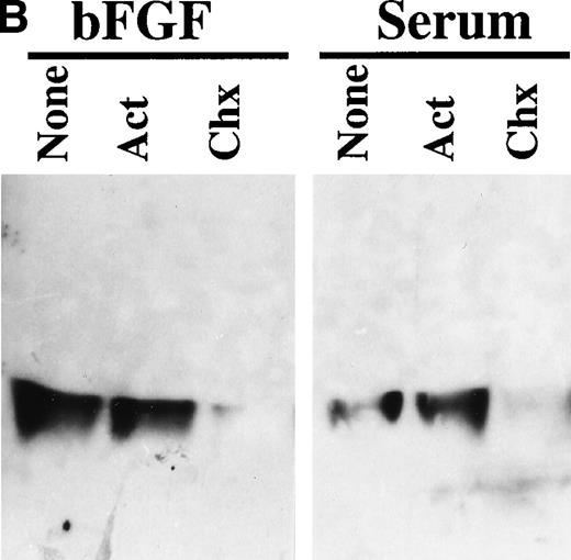 Fig. 9. Effect of actinomycin-D and cycloheximide on bFGF- and serum-induced TFPI expression. Quiescent PASMC monolayers were pretreated with actinomycin-D (5 μg/mL) or cycloheximide (10 μg/mL) for 1 hour and then treated with serum (10% vol/vol) or bFGF/heparin (10 ng/15 U/mL) for 24 hours. Conditioned media was assayed for TFPI activity (A) or analyzed for TFPI antigen by Western blot analysis (B). Control (in panel A) and none (in panel B) represent serum or bFGF/heparin treatments in the absence of inhibitor.
