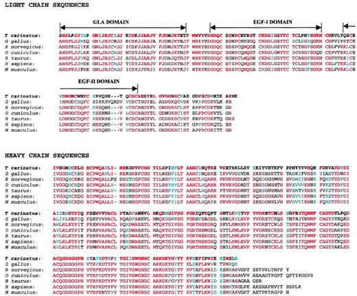Fig. 7. Alignment of amino acid sequence of trocarin with factor Xa sequences. The sequences are taken from the following sources.T carinatus: Tropidechis carinatus (rough-scaled snake, this report, SWISS-PROT no. P81428); G gallus: Gallus gallus (chicken, SWISS-PROT no. P25155); R norvegicus:Rattus norvegicus (rat, Genbank no. 2144491); O cuniculus: Oryctolagus cuniculus (rabbit, SWISS-PROT no.O19045); B taurus: Bos taurus (bovine, SWISS-PROT no.P00743); H sapiens: Homo sapiens (human, SWISS-PROT no.P00742); and M musculus: Mus musculus (mouse, Genbank no. 2664220). Identical and homologous residues are shaded in red and blue, respectively. Gla, EGF-I, and EGF-II domain boundaries are indicated above light chain sequences. Gaps (−) are inserted for optimal alignment.