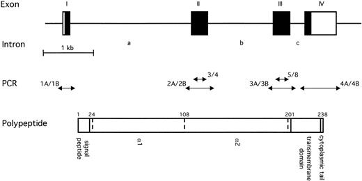 Fig. 1. Schematic representation of the human EPCR gene. The upper diagram shows the overall intron/exon structure of the gene, which consists of four exons (I to IV) and three introns (a to c). Black regions represent the coding regions; white regions represent the 5′ and 3′ untranslated regions to the left and right, respectively. The scale of this diagram is given below the gene. The double headed arrows in the centre represent fragments of the EPCR gene that were amplified from various templates by PCR. Fragment 3/4 resulted from amplification using primers EPCR-3 and EPCR-4; 5/8 resulted from amplification of EPCR-5 and EPCR-8 (Table 1). These primer pairs were exon-specific. Fragments 1A/1B, 2C/2B, 3A/3B, and 4A/4B were amplified using primer pairs EP1A and EP1B, EP2C and EP2B, EP3A and EP3B, and EP4A and EP4B (Table 1). Use of these primers resulted in the amplification of each exon and its associated intron/exon boundaries. The lower diagram represents the EPCR polypeptide. The position of the introns within the amino acid sequence are represented by dotted lines. The residue number is indicated above the position of each intron. The signal peptide, extracellular regions, transmembrane domain, and cytoplasmic tail are also indicated.