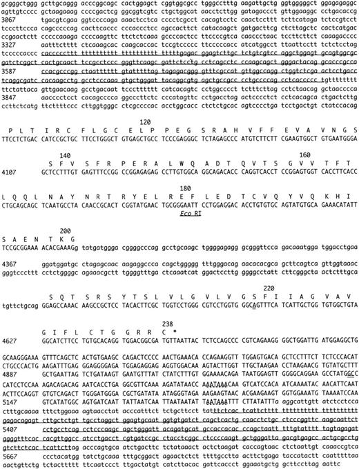 Fig. 2. Complete nucleotide sequence of the human endothelial cell protein C/APC receptor gene. Numbering is relative to the first nucleotide of the translation start (Met) codon (+1). Numbers on the left-hand side denote the number of the first nucleotide on that line. Uppercase letters denote a sequence that has been isolated as mRNA or cDNA, lowercase letter denote 5′ and 3′ flanking sequence and introns. The bullet point under the sequence represents a transcription initiation site (C-79). Putative regulatory elements in the 5′ region of the gene are indicated by broken lines and the name of the element. Two alternative polyadenylation sites in the 3′ region of the gene are also indicated by broken lines. The exon sequences correspond with the EPCR cDNA sequence previously published, except for 3 nucleotides (double underlined). Intronic sequences that are potentially polymorphic are indicated with italics. Three Alu repetitive elements within introns and in the 3′ flanking sequence are underlined. An EcoRI site (GAATTC) in exon III is also indicated. CEBP, CAAT enhancer binding protein.