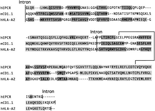 Fig. 5. Similarities between the EPCR and the 1 and 2 domains of CD1 and MHC class I antigen-presenting molecules. The amino acids encoded by exons II and III of the human EPCR gene (hEPCR) and the 1 and 2 domains of murine CD1.1 (mCD1.1, homologous to human CD1d40) and HLA-A2 (hHLA-A2) have been optimally aligned using clustalW.34 The position of flanking and intervening introns are indicated with a solid line. In all cases, the introns are in phase I (ie, after the first nucleotide of the triplet code). Secondary structure elements are indicated by light (-helix) and dark (β-sheet) shaded areas. For CD1.1 and HLA-A2, these were taken from crystal structures.3839 For hEPCR, these represent the consensus from six secondary structure prediction algorithms (see Materials and Methods). The location of a disulphide bond identified in the crystal structures of murine CD1.1 and HLA-A2 is indicated by a solid line. This is likely to link the two highly conserved cysteine residues in the EPCR.