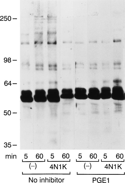 Fig. 4. 4N1K causes an early increase in tyrosine phosphorylation of platelet proteins. Washed platelets adherent to collagen for the indicated times in the presence or absence of 4N1K (as in Fig 2) were lysed in RIPA buffer. Platelets were preincubated without (left) or with PGE1 (right) for 15 minutes. Lysates were subjected to immuno-precipitation with PY20 (antiphosphotyrosine) and 4G10 (antiphosphotyrosine) immunoblot analysis.
