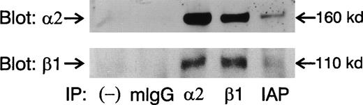 Fig. 5. IAP physically associates with 2β1 integrin. Platelets were lysed in 30 mmol/L octyl-β-D-glucoside and lysates were subjected to immunoprecipitation using mIgG and antibodies against 2, β1, and IAP. After sodium dodecyl sulfate-polyacrylamide gel electrophoresis (SDS-PAGE), immunoblots were probed with 2 and β1 antibodies.