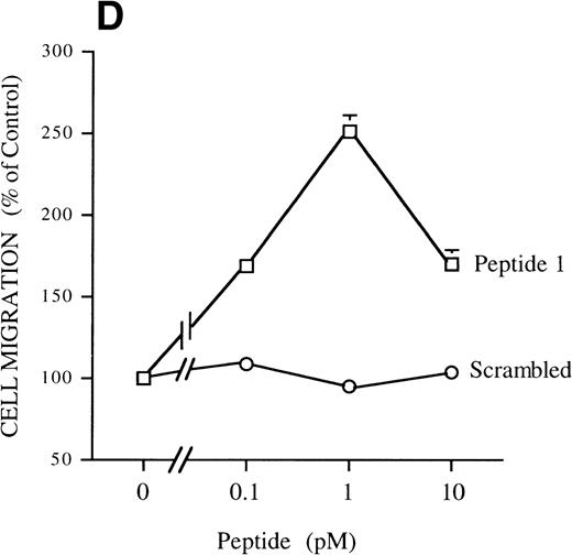 Fig. 1. Chemotactic response of RSMC to pro-u-PA, C-su-PAR, and peptide 1. Chemotaxis assay was performed as described in methods using modified Boyden chambers. (A) Comparison of the chemotactic effects of pro-u-PA (1 nmol/L) and fMLP (10−7 mol/L) on RSMC. (B) Effects of increasing doses of pro-u-PA on RSMC migration. (C) Effects of increasing concentrations of C-su-PAR on RSMC migration. (D) Chemotactic activity of synthetic peptides on RSMC migration. Peptide 1 (AVTYSRSRYLEC), which corresponds to amino acids 84-95 of human u-PAR, and a scrambled version of peptide 1 (TLVEYYSRASCR) were tested as chemoattractant. Cells migrated towards increasing doses of peptide 1 or its scrambled version, as indicated. (E) Effect of the LRP antagonist RAP on RSMC migration and its effect on pro-u-PA stimulation. (F) Influence of either wild-type BPT or mutated BPT on pro-u-PA–induced or bFGF-induced chemotactic response of RSMC. Toxins were present in both chambers of the Boyden apparatus. Random cell migration of unstimulated cells is considered to be 100% migration. Results are the mean ± SD (n = 3).