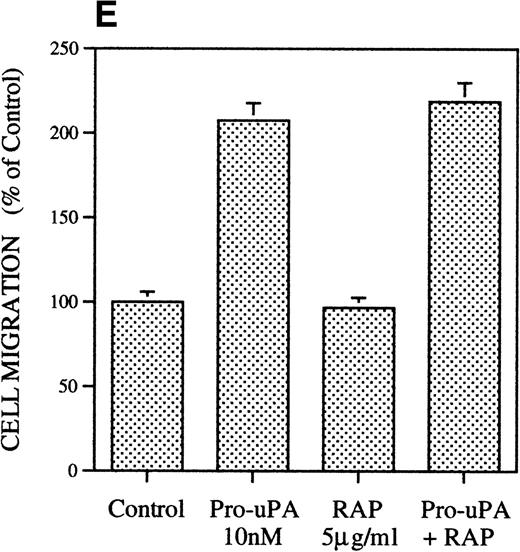 Fig. 1. Chemotactic response of RSMC to pro-u-PA, C-su-PAR, and peptide 1. Chemotaxis assay was performed as described in methods using modified Boyden chambers. (A) Comparison of the chemotactic effects of pro-u-PA (1 nmol/L) and fMLP (10−7 mol/L) on RSMC. (B) Effects of increasing doses of pro-u-PA on RSMC migration. (C) Effects of increasing concentrations of C-su-PAR on RSMC migration. (D) Chemotactic activity of synthetic peptides on RSMC migration. Peptide 1 (AVTYSRSRYLEC), which corresponds to amino acids 84-95 of human u-PAR, and a scrambled version of peptide 1 (TLVEYYSRASCR) were tested as chemoattractant. Cells migrated towards increasing doses of peptide 1 or its scrambled version, as indicated. (E) Effect of the LRP antagonist RAP on RSMC migration and its effect on pro-u-PA stimulation. (F) Influence of either wild-type BPT or mutated BPT on pro-u-PA–induced or bFGF-induced chemotactic response of RSMC. Toxins were present in both chambers of the Boyden apparatus. Random cell migration of unstimulated cells is considered to be 100% migration. Results are the mean ± SD (n = 3).