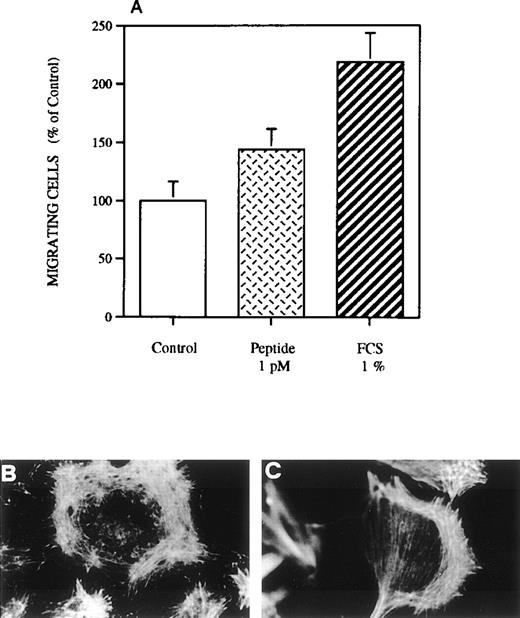 Fig. 6. Effect of peptide D on RSMC migration into a wound. Single-cross wounds were made in confluent monolayers grown on glass coverslip. After a wash with PBS, monolayers were then allowed to recover for 24 hours in the absence or in the presence of 1 pmol/L peptide D. Peptide D contains the minimum chemotactic epitope of rat u-PAR, corresponding to the human peptide 1. One percent FCS was used as a positive control. Quantification of migration was performed by taking photographs at low magnification and counting cells that had migrated into the cell-free space (A). Two examples of actin cytoskeleton organization in migrating cells, visualized using rhodamine-conjugated phalloidin, are shown in (B) and (C).