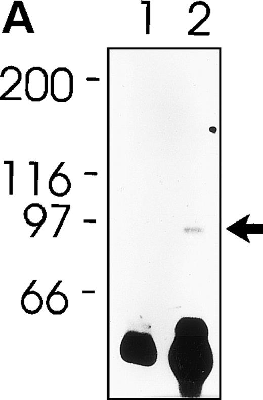 Fig. 5. Protein phosphorylation upon platelet activation by MWReg30. Tyrosine-phosphorylated proteins from mouse platelets were separated by gel electrophoresis. (A) Plain platelet lysates without (lane 1) or after 5 minutes of pre-exposure of the platelets to MWReg30 (30 μg/mL) (lane 2) stained for phosphotyrosin after blotting. (B) Immunoprecipitates of gpIIb/IIIa from platelet lysates with MWReg30 without (lane 1 and 3) and after 5 minutes of pre-exposure of the platelets to MWReg30 (30 μL/mL) stained for protein detection with Coomassie (lanes 1 and 2) or for phosphotyrosin after blotting (lanes 3 and 4).