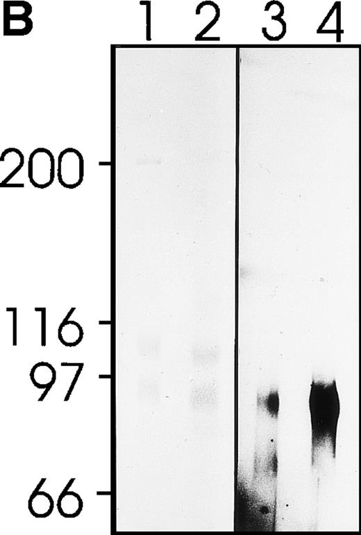 Fig. 5. Protein phosphorylation upon platelet activation by MWReg30. Tyrosine-phosphorylated proteins from mouse platelets were separated by gel electrophoresis. (A) Plain platelet lysates without (lane 1) or after 5 minutes of pre-exposure of the platelets to MWReg30 (30 μg/mL) (lane 2) stained for phosphotyrosin after blotting. (B) Immunoprecipitates of gpIIb/IIIa from platelet lysates with MWReg30 without (lane 1 and 3) and after 5 minutes of pre-exposure of the platelets to MWReg30 (30 μL/mL) stained for protein detection with Coomassie (lanes 1 and 2) or for phosphotyrosin after blotting (lanes 3 and 4).