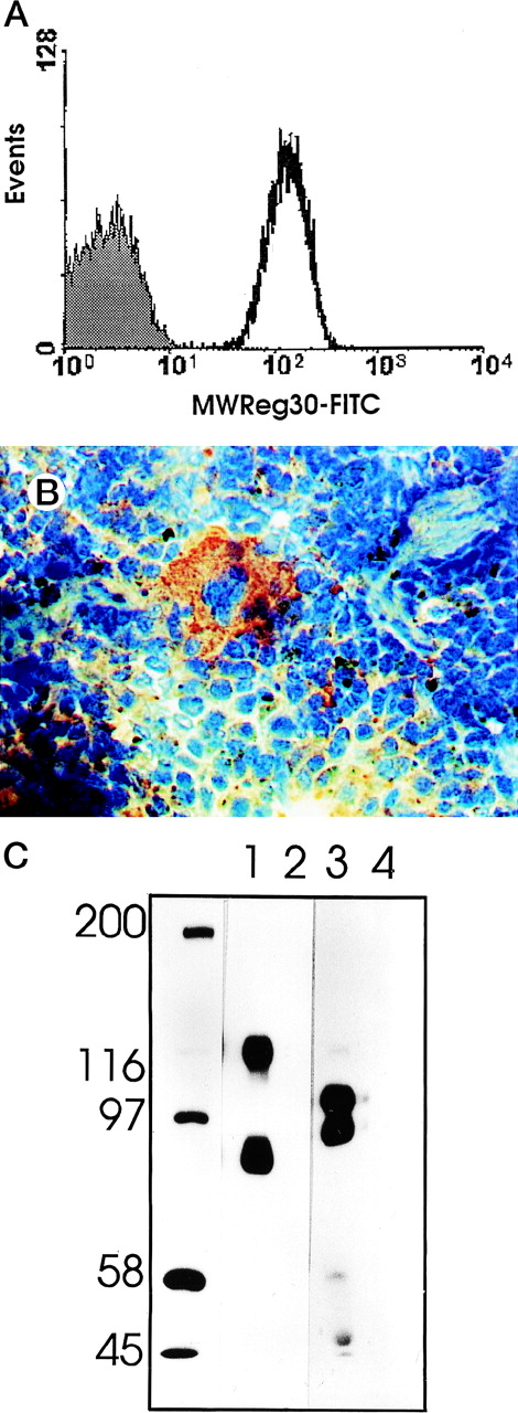 Fig. 3. Characterization of the MWReg30 MoAb. Binding characteristics of the MWReg30 MoAb were investigated (A) by flow cytometric analysis, which shows that all circulating mouse platelets were intensively stained with FITC-labeled MWReg30. The shaded area indicates platelets stained with an FITC-labeled control rat MoAb. (B) Mouse spleen sections were stained with MWReg30. (C) Immunoprecipitates with MWReg30 (lanes 1 and 3) or control rat IgG (lanes 2 and 4) obtained from lysates of surface-biotinylated platelets were analyzed by SDS-PAGE under nonreducing (lanes 1 and 2) and reducing conditions (lanes 3 and 4) by staining of the blotted proteins.
