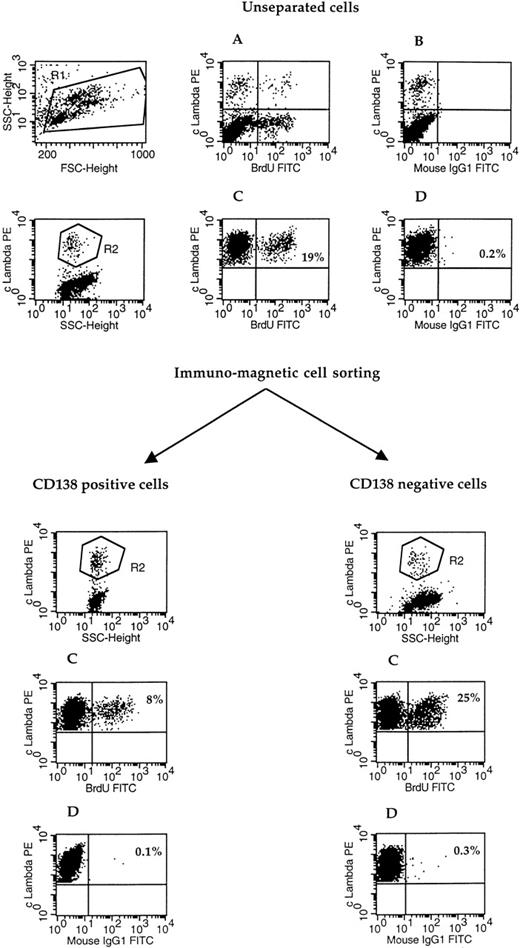 Fig. 5. Proliferative reactive plasma cells are mainly located in the CD138− plasmablastic fraction. The labeling index was determined by BrdU incorporation, as described in Fig 4. The labeling index was determined in the unseparated population and the CD138+ and CD138− populations. CD138+ and CD138− cell isolation was performed as described in Materials and Methods (RP10). Acquisition was performed either in R1 gated cells (A and B) or R2 gated cells (C and D). (A and C) λ-PE versus BrdU-FITC; (B and D) λ-PE versus control IgG1-FITC.