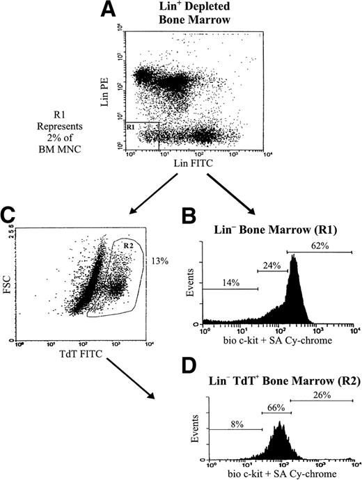 Fig. 1. Surface c-kit expression identifies Lin− BM populations enriched for TdT+ cells. Lin−BM, representing approximately 2% of BM mononuclear cells, was sorted from whole BM depleted of Lin+ cells by magnetic separation (A), and costained for intranuclear TdT and surface c-kit as described in Materials and Methods. Within costained Lin−BM, c-kit−, c-kitLo, and c-kitHipopulations were identified (B). Lin− BM was gated for TdT+ cells (C). (D) shows expression of c-kit in gated Lin− TdT+ cells. The frequencies of these subsets in BM are shown in Table 1.