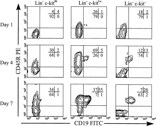 Fig. 2. Lin−c-kitLo and Lin−c-kit− cells generate B-lineage cells in overnight culture. Lin−c-kitHi, Lin−c-kitLo, and Lin−c-kit− cells were sorted from BM and placed in stromal cell free culture containing IL-7, FL, SCF, and stromal cell conditioned medium. Cells were harvested at days 1, 4, and 7. Costaining is shown for cells within lymphocyte light scatter and percentages of cells in each quadrant are given. C-kitHiand c-kitLo cultures were initiated with equal numbers of cells, but due to low frequency, half as many cells were used to initiate c-kit− cultures. Representative data are shown from one of two independent experiments using pooled marrow from 10 mice.