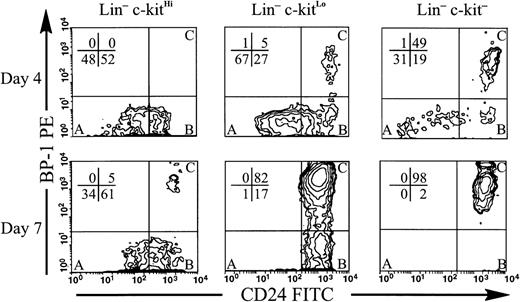 Fig. 3. Reduced expression of c-kit by precursor populations corresponds to increasing maturity of B-lineage progeny . Lin−c-kitHi, Lin−c-kitLo, and Lin−c-kit− cells were sorted from BM and placed in stromal cell free culture containing IL-7, FL, SCF, and stromal cell conditioned medium. Cells were harvested at days 4 and 7. Costaining is shown for CD45R+ CD43+ cells within lymphocyte light scatter. The lower left quadrant contains cells in Fraction A, the lower right quadrant cells in Fraction B, and the upper right quadrant cells in Fraction C as identified by Hardy et al.9 Percentages of cells in each quadrant are shown. C-kitHi and c-kitLo cultures were initiated with equal numbers of cells, but because of low frequency, half as many cells were used to initiate c-kit− cultures. Representative data are shown from one of two independent experiments using pooled marrow from 10 mice. Similar trends in maturity were observed in numerous experiments with cells harvested at time points from day 2 to 7.