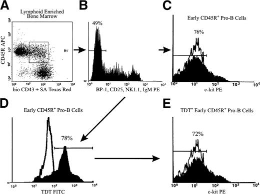 Fig. 5. The majority of early CD45R+ pro-B cells in BM are c-kit−. The boxed region of Panel A shows CD45R+CD43+ cells in lymphoid-enriched BM, from which BP-1− CD25− NK1.1−sIgM− (B) cells were sorted. These gating criteria allowed isolation of early CD45R+ pro-B cells that were subsequently stained for surface c-kit, fixed, permeabilized, and stained for intranuclear TdT. Expression of c-kit (C) and TdT (D) in this costained population is shown. Panel E shows c-kit expression in the gated TdT+ cells within CD45R+CD43+ BP-1− CD25−NK1.1− sIgM− cells. The frequencies of these subsets in BM are shown in Table 3. Means are from two independent experiments performed on pooled marrow from five or seven mice.