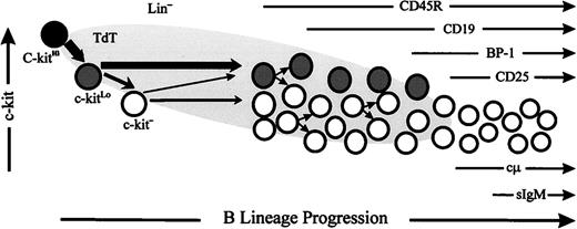 Fig. 7. Kinetics of c-kit downregulation, TdT expression and acquisition of CD45R in B-lineage differentiation . Our studies suggest that TdT expression is initiated as c-kit downregulation begins in Lin− cells, with progressive loss of c-kit during B-lineage differentiation and that CD45R expression is initiated during the transition from c-kitLo to c-kit− with many cells losing c-kit before acquiring CD45R. However, this loss is not precisely synchronized with maturity and a minority of B-lineage cells retain or reacquire c-kit during the early pro-B stage.