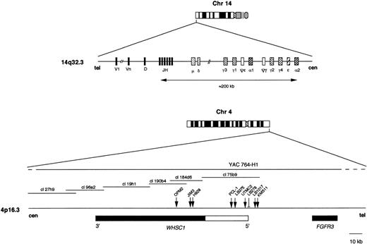 Fig. 1. Schematic representation of the 14q32.3 (IGHlocus) and 4p16.3 regions. For the IGH locus, the relative location of the variable (V), diversity (D), joining (JH), and constant regions (μ, δ, γ, ɛ, ) is shown. For the 4p16.3 region, a scale representation is given. The location of breakpoints in MM cell lines (OPM2, JIM3, H929, UTMC2, KMS-11) and primary tumors (PCL-1, LB375, LB1017) is indicated by arrows; in case LB278, the breakpoint was localized by Southern blot (see Richelda et al13 and Chesi et al14 for more details). The relative position of the FGFR3 and WHSC1 genes (white box indicates the genomic region spanning the untranslated sequences) on the 4p16.3 region is illustrated (see Chesi et al,14 Thompson et al,17 Stec et al,18 Chesi et al,19and Baxendale et al24 for more details). Cosmid clones encompassing the WHSC1 locus24 are located. The portion of YAC 764-H1 encompassing the 4p16.3 region, as investigated by Southern blot and PCR analyses (see Materials and Methods), is shown by a solid line.