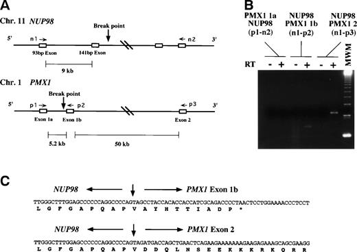 Fig. 2. (A) Breakpoint at chromosomes 1 and 11. The 5′ exons of NUP98 were previously described.22 The location of the primers used for RT-PCR is indicated. (B) Detection of fusion transcripts between NUP98 and PMX1 exon 2 and between NUP98 and PMX1 exon 1b. A 270-bp product ofNUP98-PMX1 exon 2 fusion and a 168-bp product ofNUP98-PMX1 exon 1b fusion were observed, whereas noPMX1 exon 1a-NUP98 fusion was seen. MWM, 123-bp ladder molecular weight marker. + and − indicate the presence and absence of RT reaction, respectively. (C) Nucleotide and deduced amino acid sequences of NUP98-PMX1 fusions.