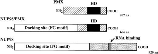 Fig. 3. Structure of the wild-type proteins and predicted chimeric protein. HD, homeodomain; RNA binding, putative RNA binding domain of NUP98.
