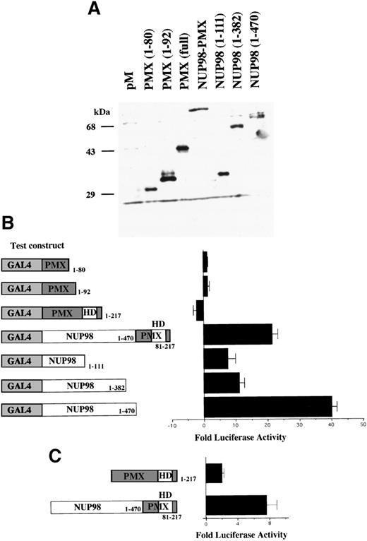 Fig. 5. The N-terminal NUP98 contains a transactivation domain. (A) Western blot analysis of GAL4 DNA binding domain fusion proteins that were expressed in transiently transfected HeLa cells. Fusion proteins were detected by using a monoclonal antibody directed against the GAL4 DNA binding domain. (B) Transfection assay of HeLa cells using the GAL4 luciferase reporter plasmid and expression plasmids encoding GAL4 fusion proteins (left panel). (C) Jurkat cells were cotransfected with pMCK1-1 and pCDNA-PMX1 or pCDNA-NUP98-PMX1 expression plasmids as described in the text. Data in (B) and (C) are expressed as the fold difference in luciferase activity obtained with test constructs compared with that obtained with the GAL4 DNA binding domain alone (B) or the empty pCDNA3.1 vector (C) (right panels). The assays were repeated three times and error bars are indicated.
