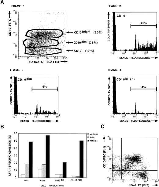 Fig. 2. LFA-1–mediated adhesion of patient no. 11 and control PBL measured with the fluorescent beads adhesion assay. Double staining with CD10-FITC MoAb was used to distinguish between the leukemic (CD10+) cell population and the CD10− cell population within one sample. (A) Adhesion of the different CD10 cell populations after stimulation with PMA. (B) LFA-1–mediated adhesion of the leukemic (CD10dim and CD10bright) and the CD10− cell population, in comparison with the adhesion of PBL from a healthy donor. Standard deviations are less than 5%. (C) LFA-1 expression of the various CD10 cell populations.