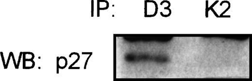 Fig. 5. Coimmunoprecipitation assay in Raji Burkitt’s cell line. Total protein was immunoprecipitated with cyclin D3 (D3) and CDK2 (K2) specific antibodies, followed by immunoblot with the p27 antibody. Not detectable association of p27 with CDK2 could be observed.