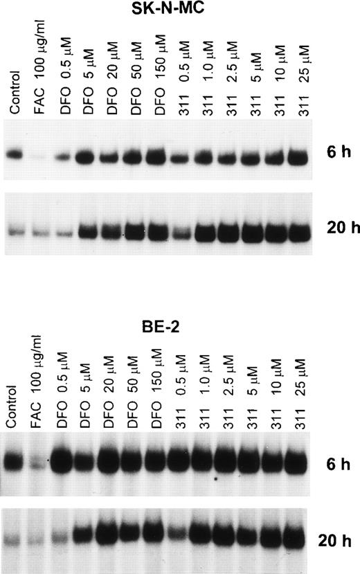 Fig. 4. The effect of the concentration of DFO (0.5 to 150 μmol/L) or 311 (0.5 to 25 μmol/L) on the RNA-binding activity of the IRPs from the SK-N-MC and BE-2 cell lines after 6 and 20 hours of incubation at 37°C. This result is a typical experiment from three performed for each time point.