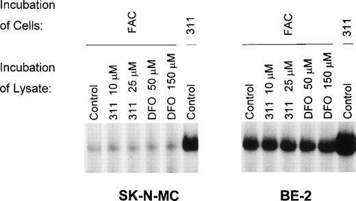 Fig. 5. The effect on IRP-RNA-binding activity of incubating cell lysates with either Munro buffer (control) or Munro buffer containing either 311 (10 or 25 μmol/L) or DFO (50 or 150 μmol/L) for 30 minutes at 4°C. The lysates were derived from cells pretreated for 20 hours at 37°C with either FAC (100 μg/mL) or 311 (25 μmol/L). The result is a typical experiment from two experiments performed.