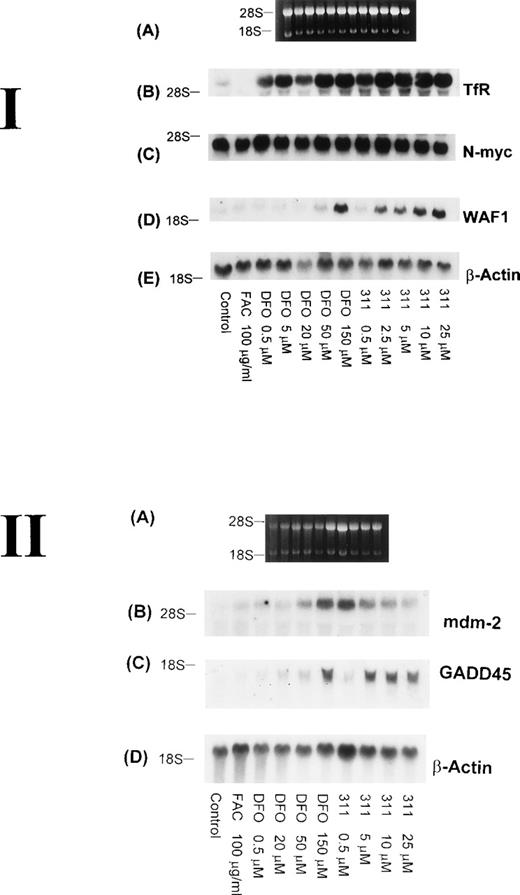 Fig. 7. The effect of the concentration of DFO or 311 on mRNA levels of the TfR, N-myc, WAF1, β-actin, mdm-2, and GADD-45 in BE-2 neuroblastoma cells. (I-A) Ethidium bromide staining of the agarose gel; (I-B) TfR; (I-C) N-myc; (I-D) WAF1; (I-E) β-actin. (II-A) Ethidium bromide staining of the agarose gel; (II-B) mdm-2; (II-C) GADD45; (II-D) β-actin. The result shown is a typical experiment from three experiments performed.