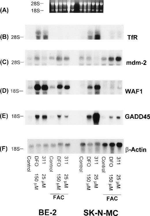 Fig. 9. The effect on mRNA levels of the TfR, mdm-2, WAF1, GADD45, and β-actin after exposure of SK-N-MC and BE-2 cells to DFO (150 μmol/L) or 311 (25 μmol/L) for 20 hours, and also cells exposed to these agents for 20 hours followed by reincubation for 20 hours in medium containing FAC (100 μg/mL). (A) Ethidium bromide staining of the agarose gel; (B) TfR; (C) mdm-2; (D) WAF1; (E) GADD45; (F) β-actin. The result shown is a typical experiment from two experiments performed.