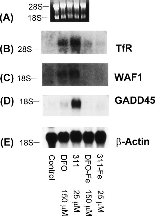 Fig. 10. The effect of DFO, 311, and their iron(III) complexes (DFO-Fe or 311-Fe) on the levels of TfR, WAF1, GADD45, and β-actin mRNAs in SK-N-MC cells. (A) Ethidium bromide staining of the agarose gel; (B) TfR; (C) WAF1; (D) GADD45; (E) β-actin. The result shown is a typical experiment from two experiments performed.